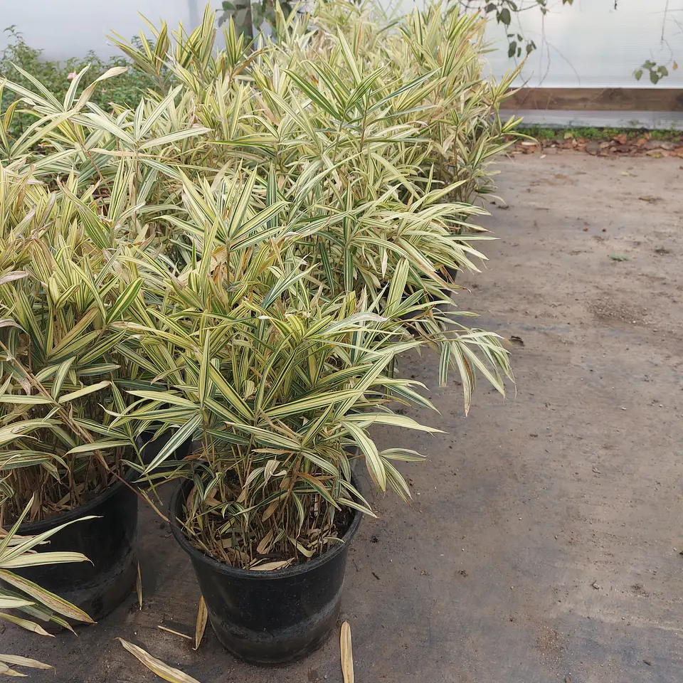 Bambú enano variegado 1