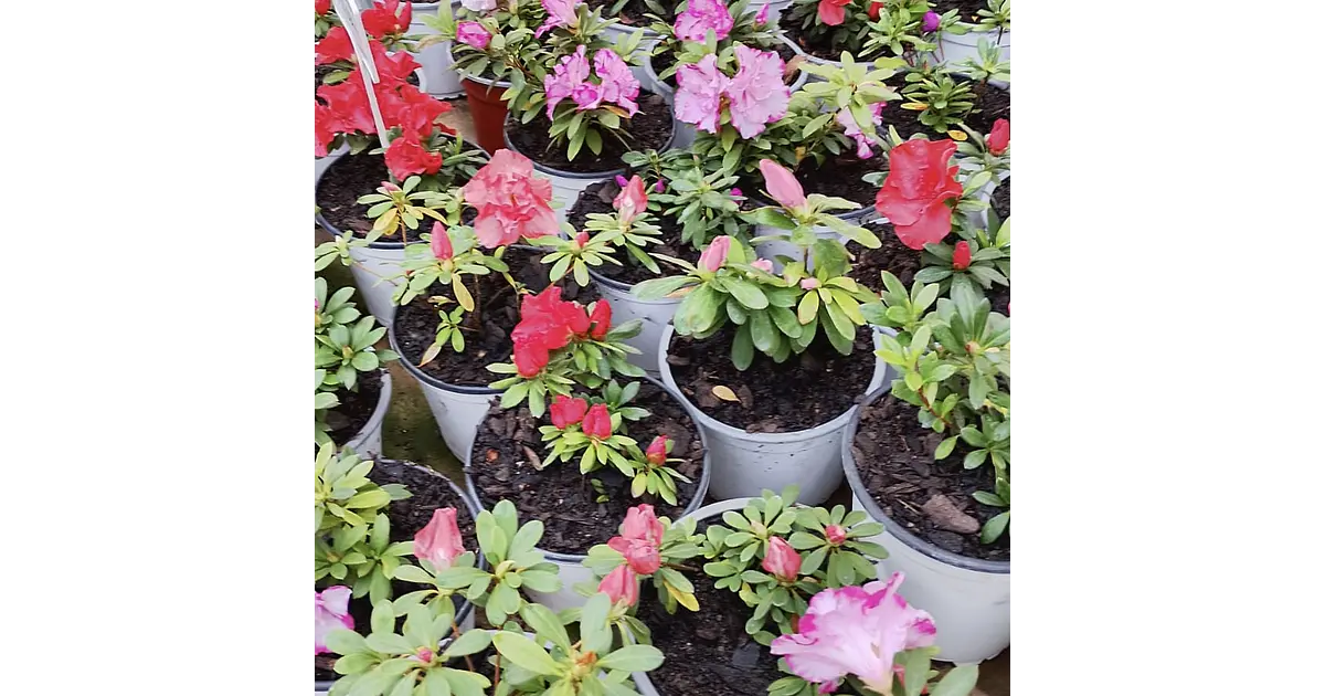 Azalea