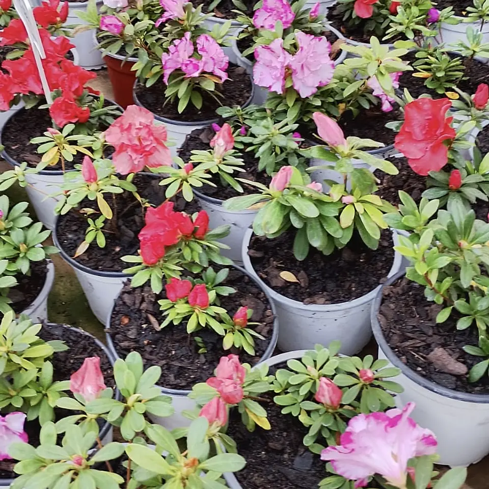 Azalea 1