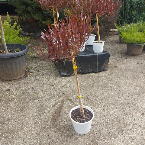 Stenocarpus pie alto