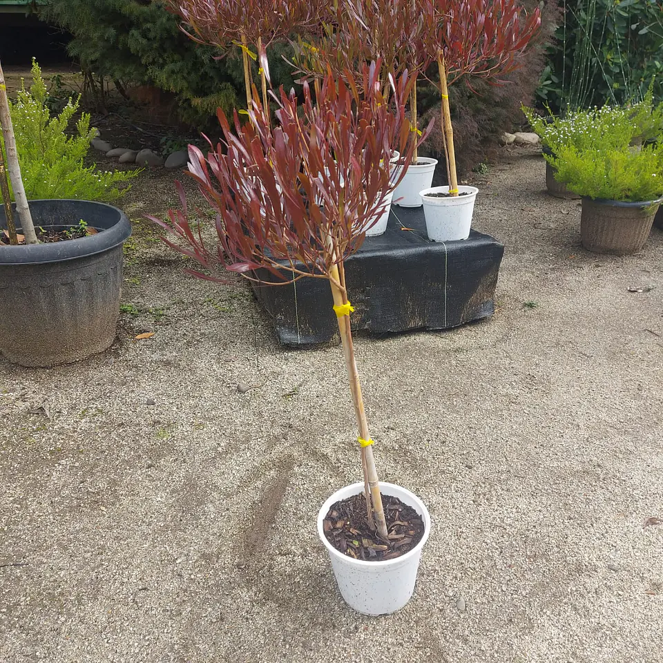 Stenocarpus pie alto 2