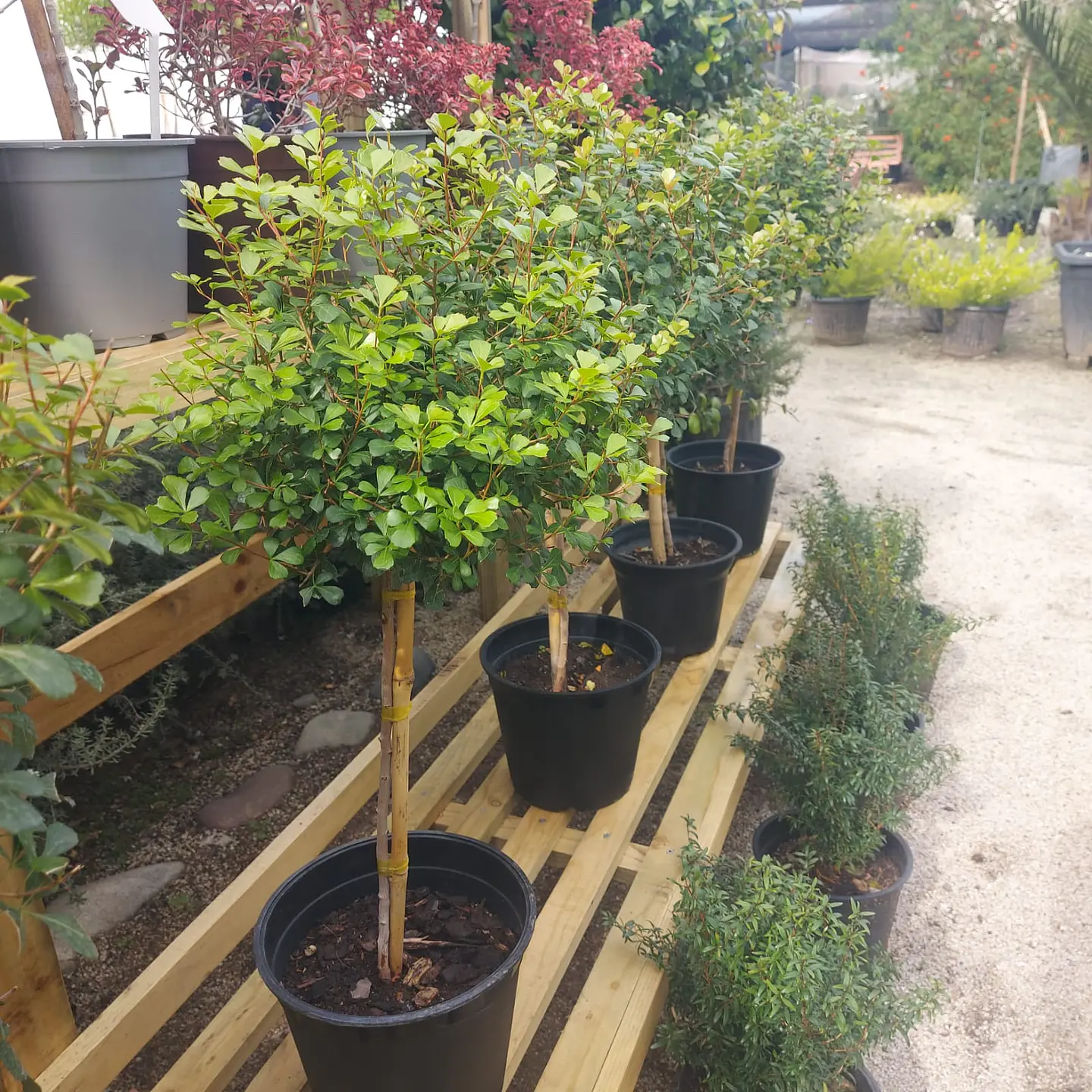 Rhus crenata Pie Alto 2