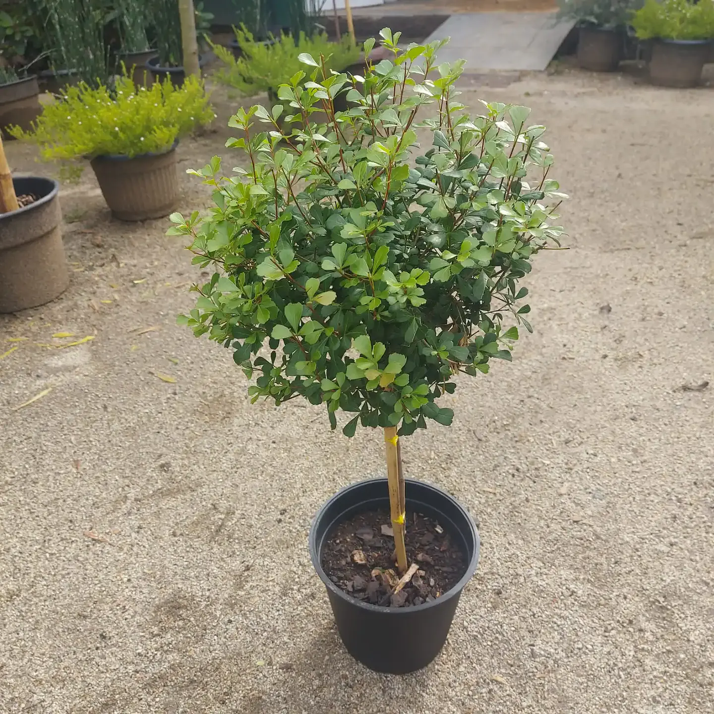 Rhus crenata Pie Alto 1