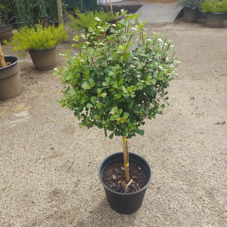 Rhus crenata Pie Alto 1