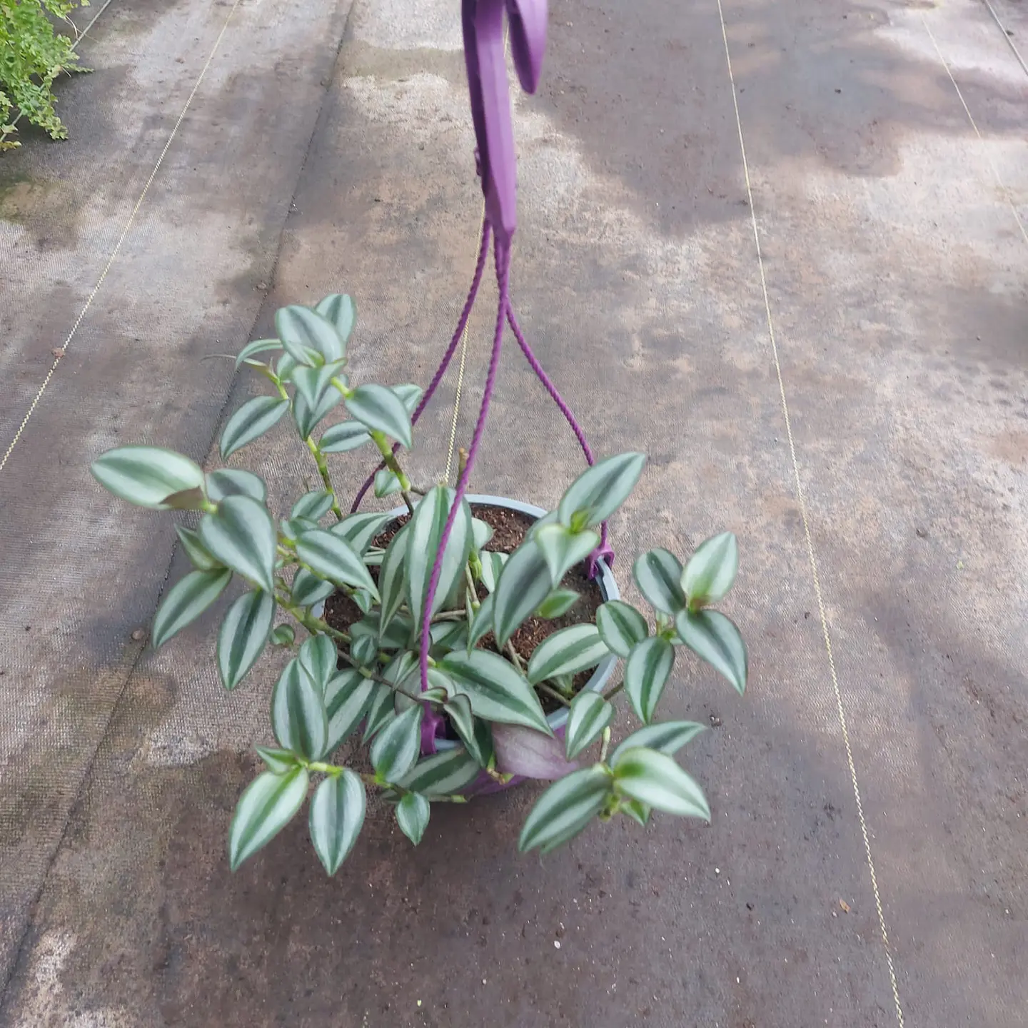 Tradescantia Zebrina 1