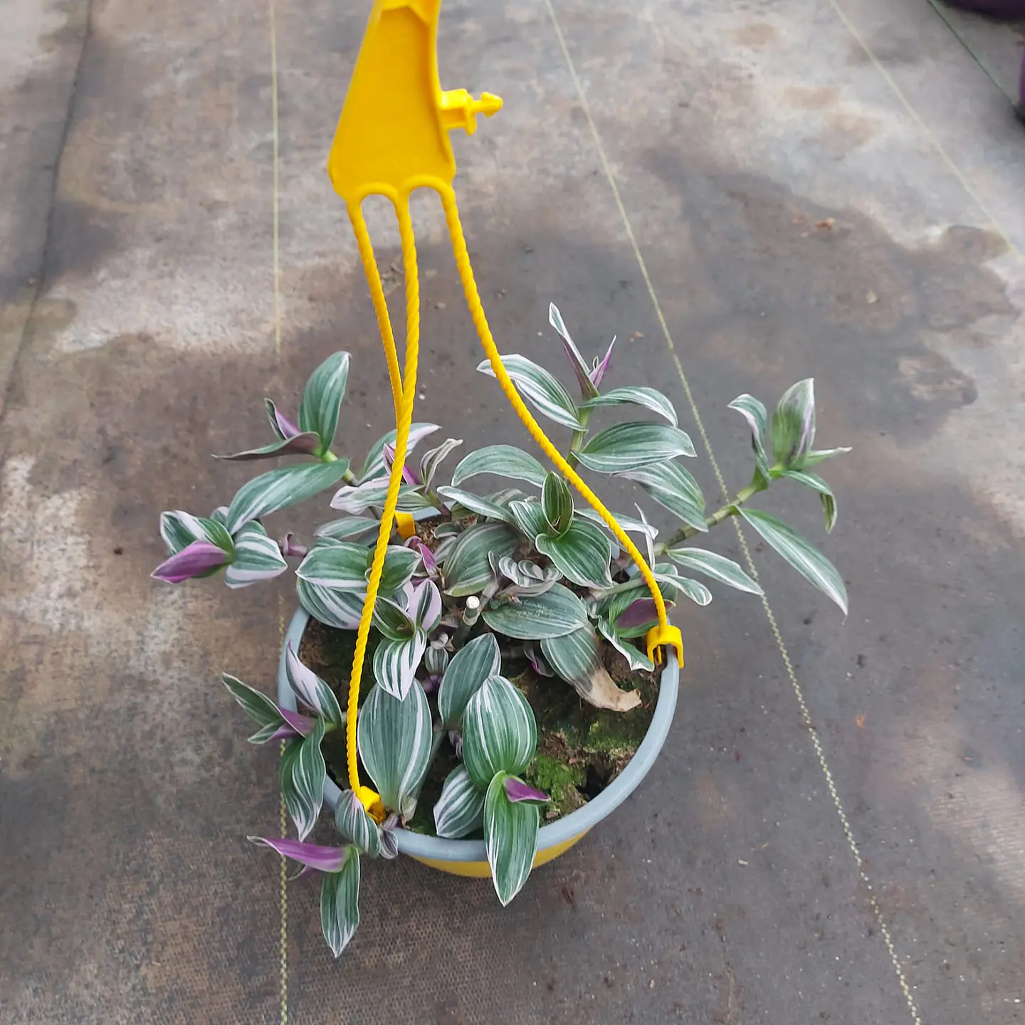Tradescantia Nanouk Pink 1