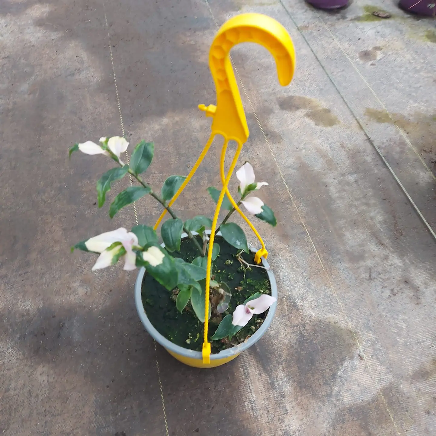 Tradescantia fluminensis 1