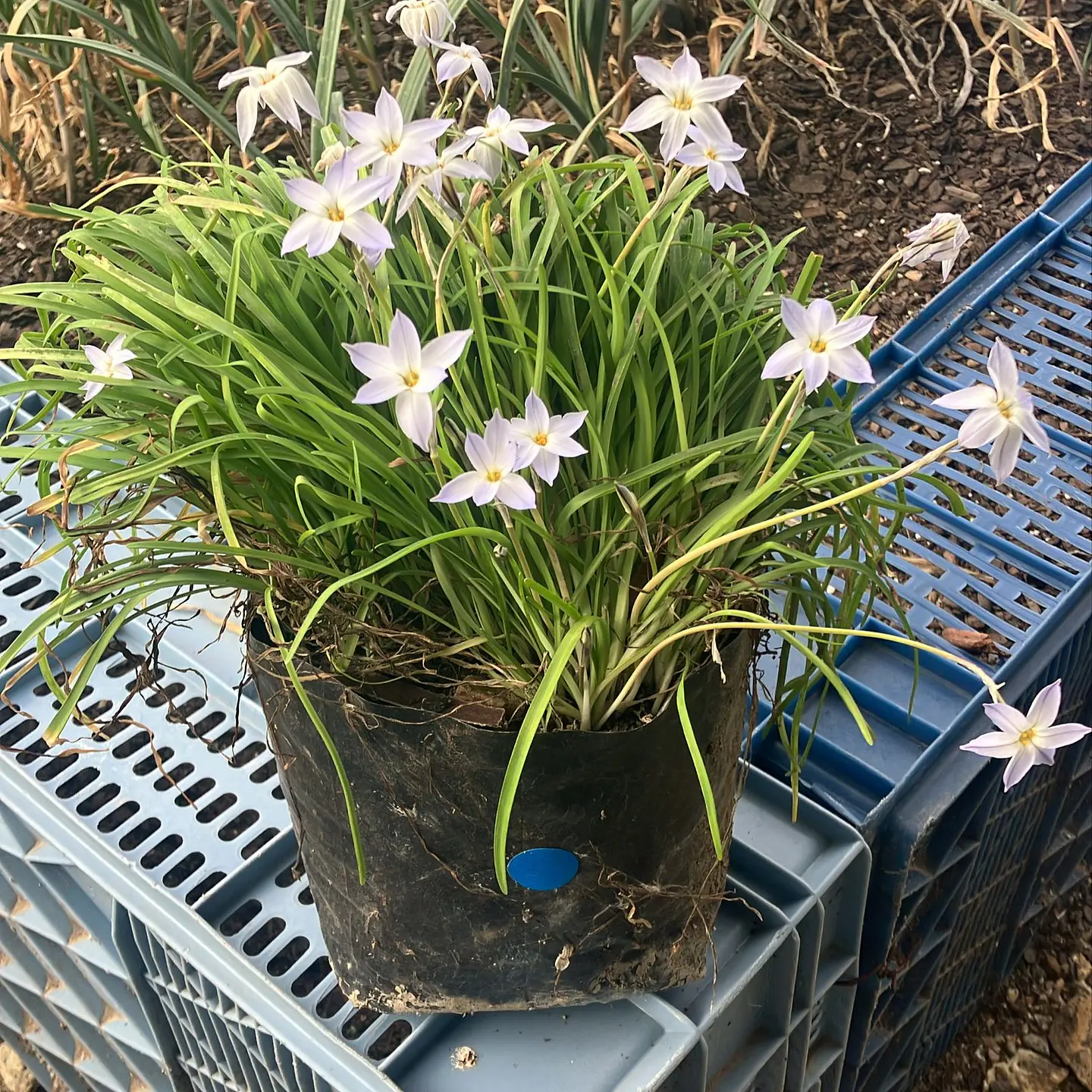 Ipheion Blanco 3