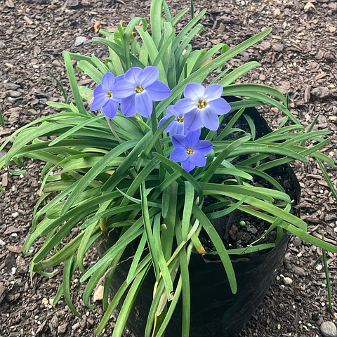 Ipheion Celeste