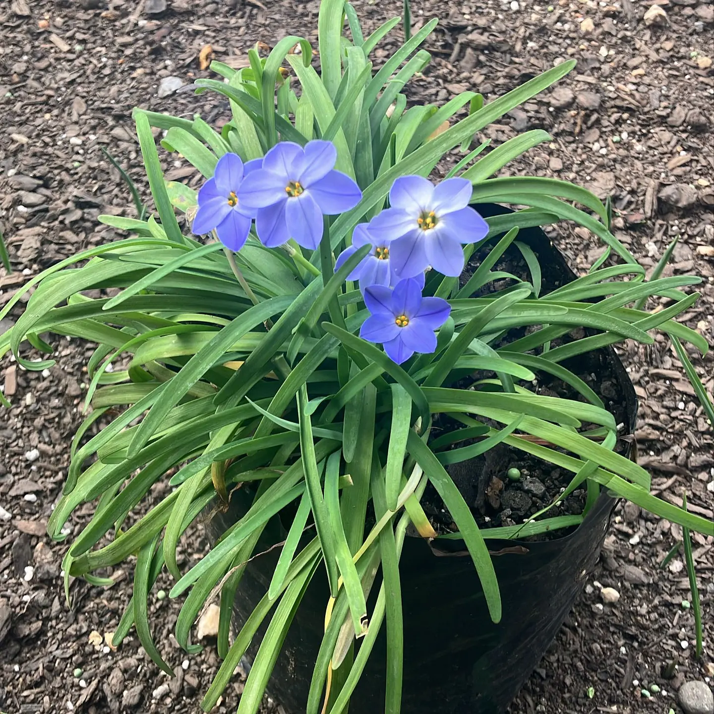 Ipheion Celeste 1