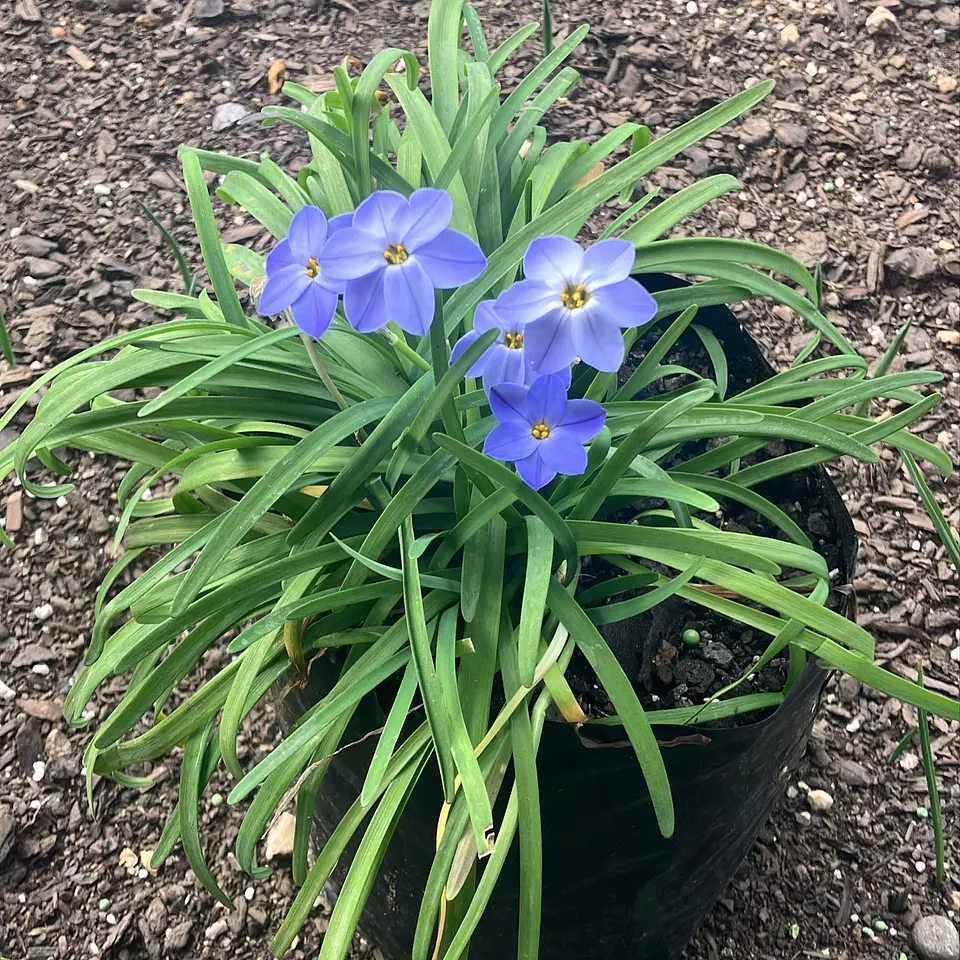 Ipheion Celeste 1