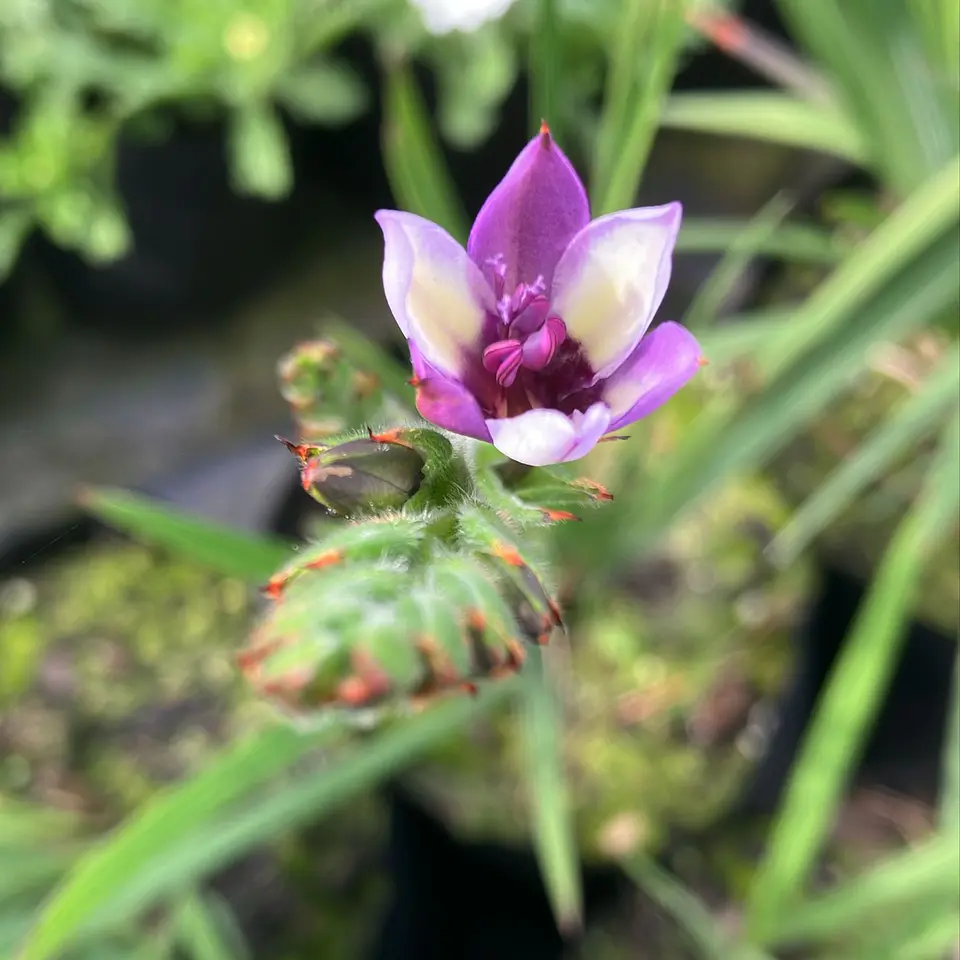 Babiana Stricta 4