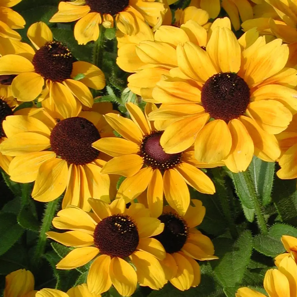 Rudbeckia hirta Toto 1