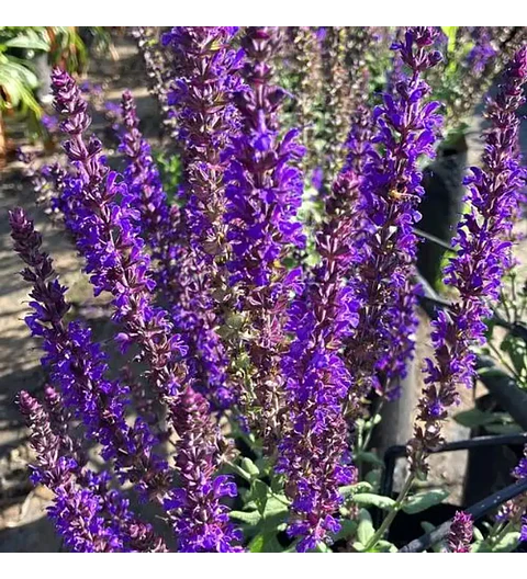 Salvia superba morada