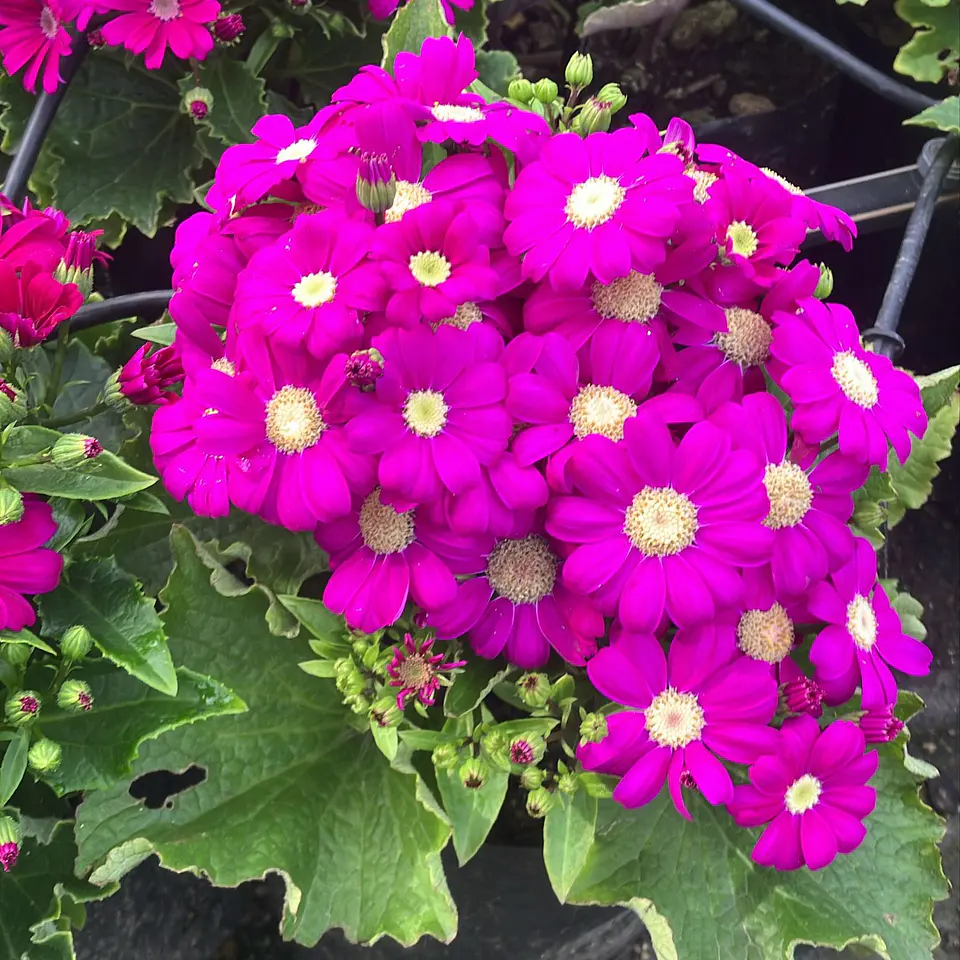 Cineraria Early Perfection 2