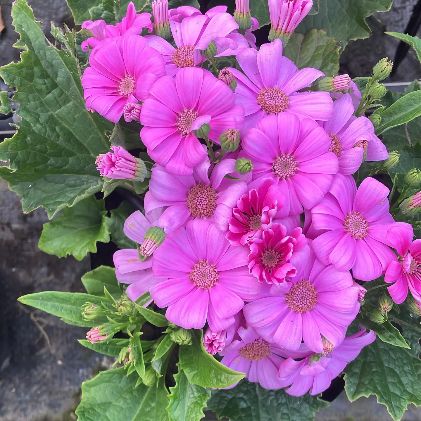 Cineraria Early Perfection 3