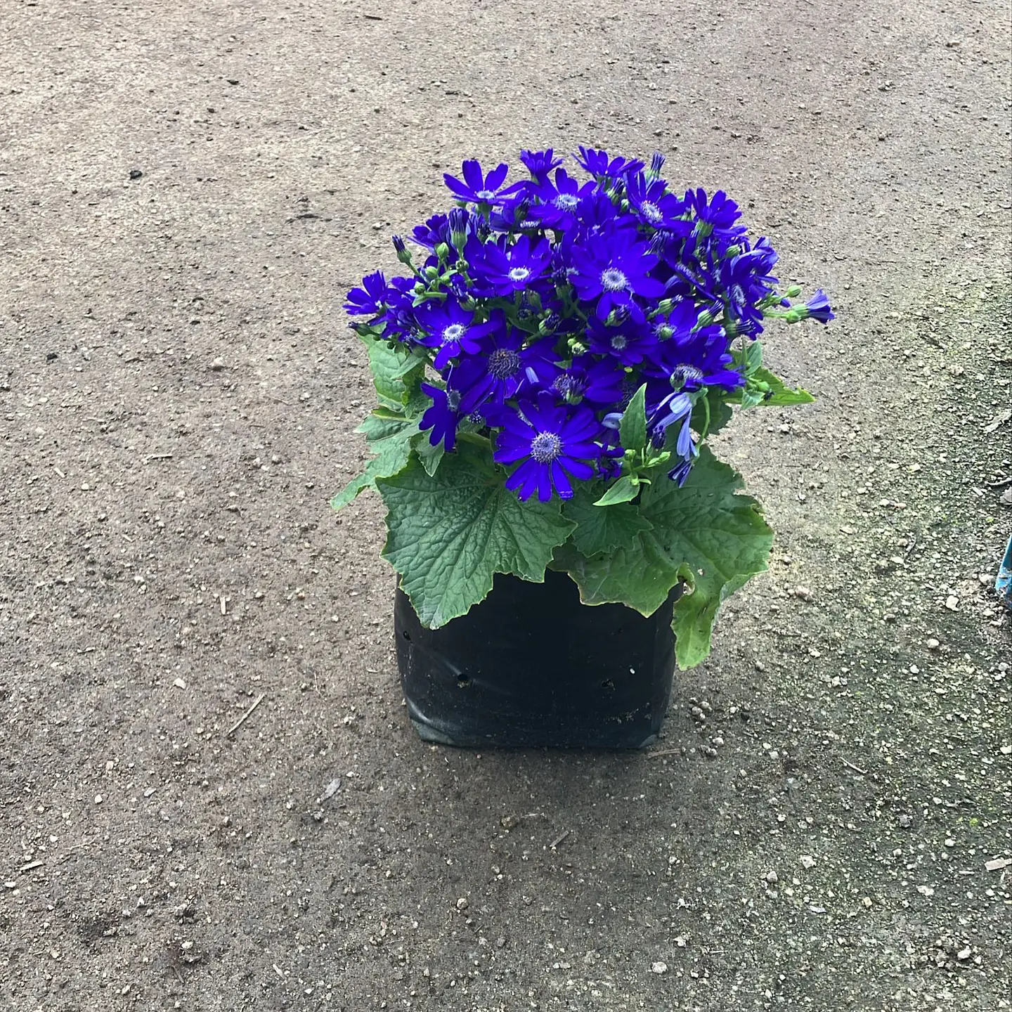 Cineraria Early Perfection 1