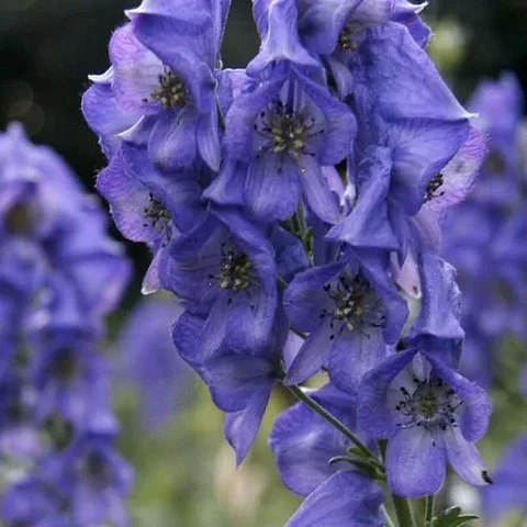 Aconitum fischeri