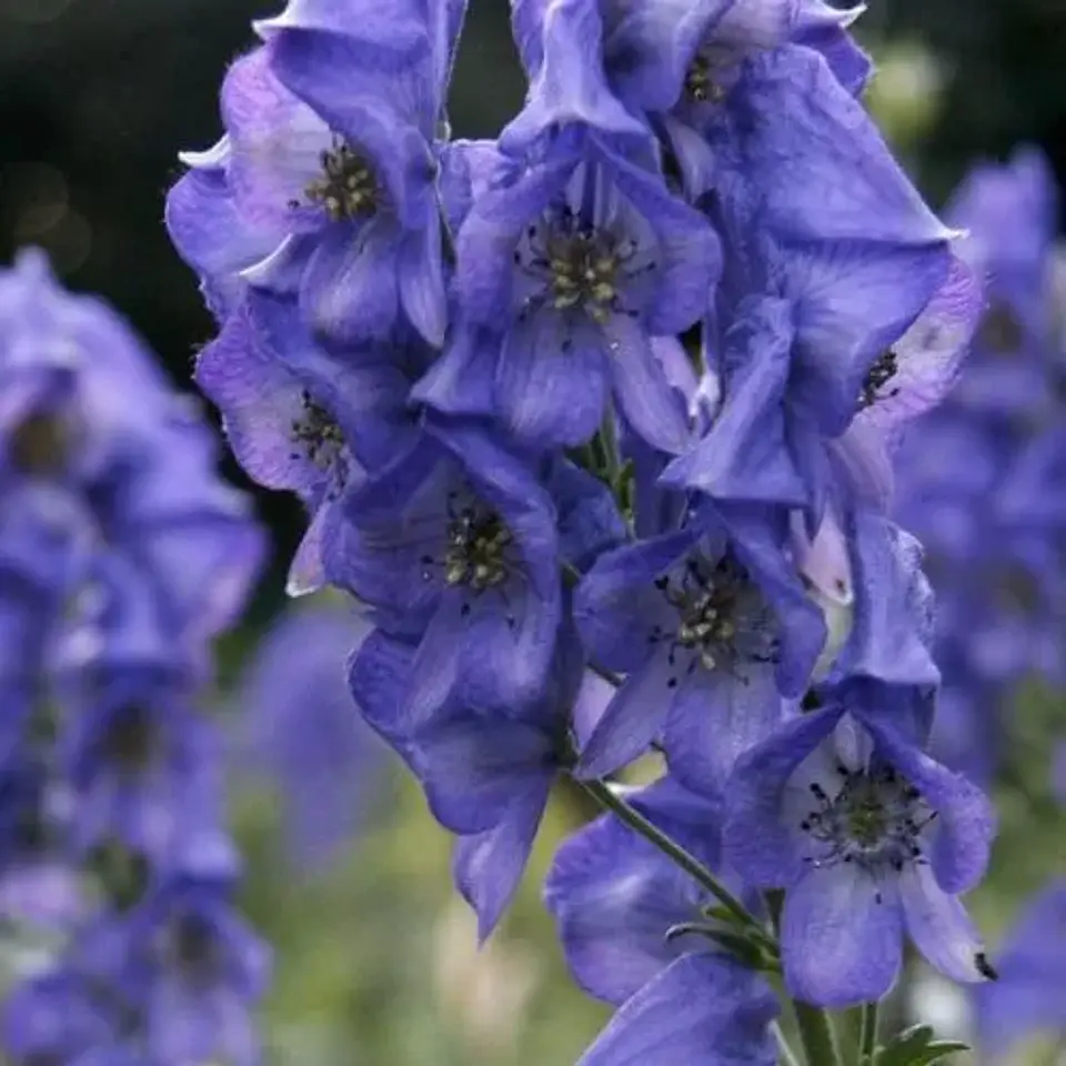 Aconitum fischeri 1