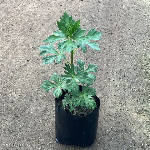 Aconitum fischeri