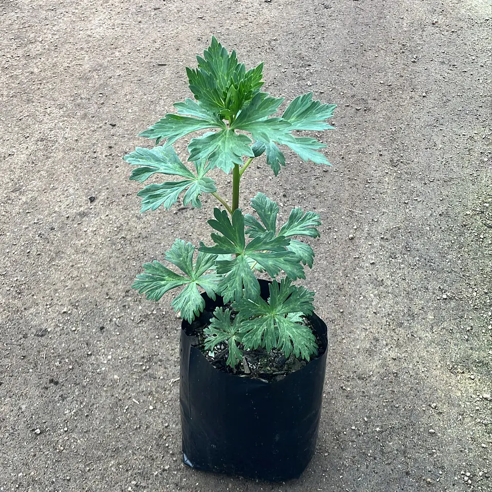 Aconitum fischeri 2