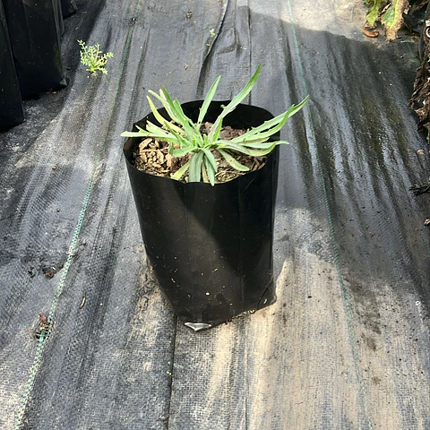 Flecha de Cupido (Catananche caerulea)