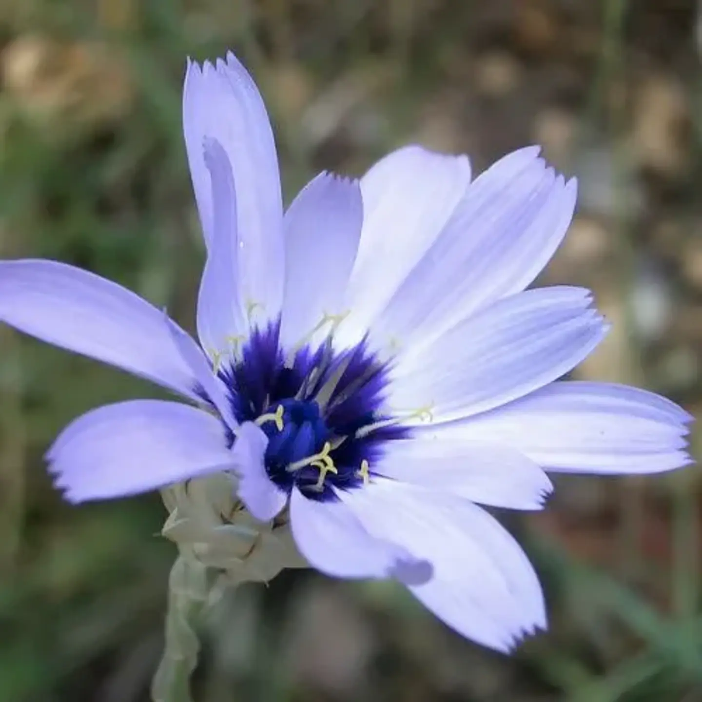 Flecha de Cupido (Catananche caerulea) 1
