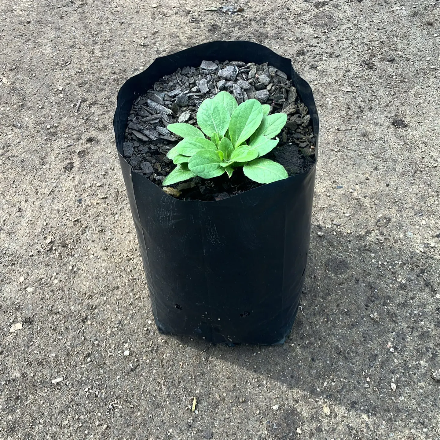 Rudbeckia hirta Toto 2