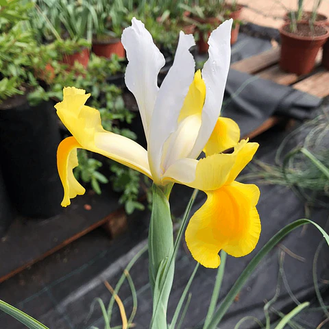Iris hollandrica Montencitos