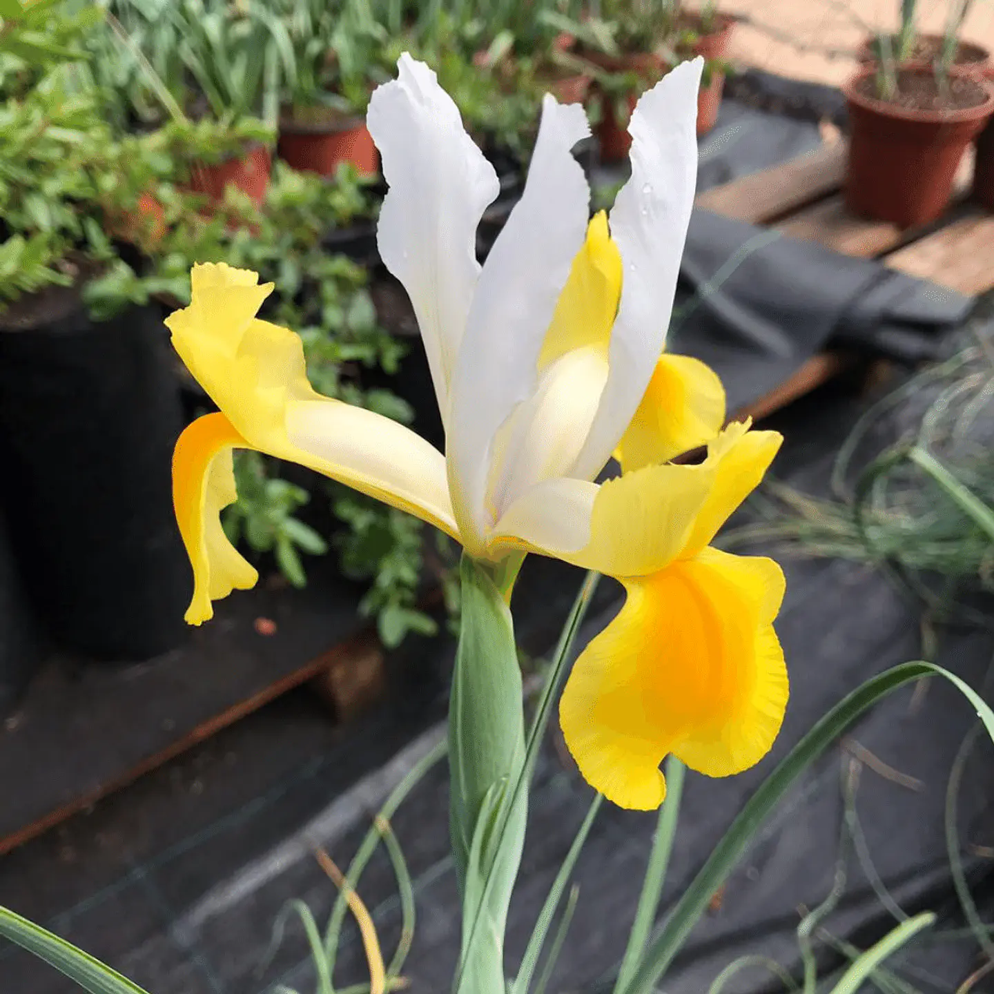 Iris hollandrica Montencitos 1