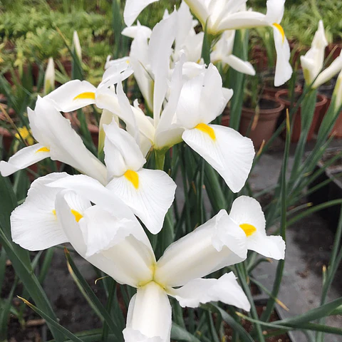 Iris Hollandica Alaska