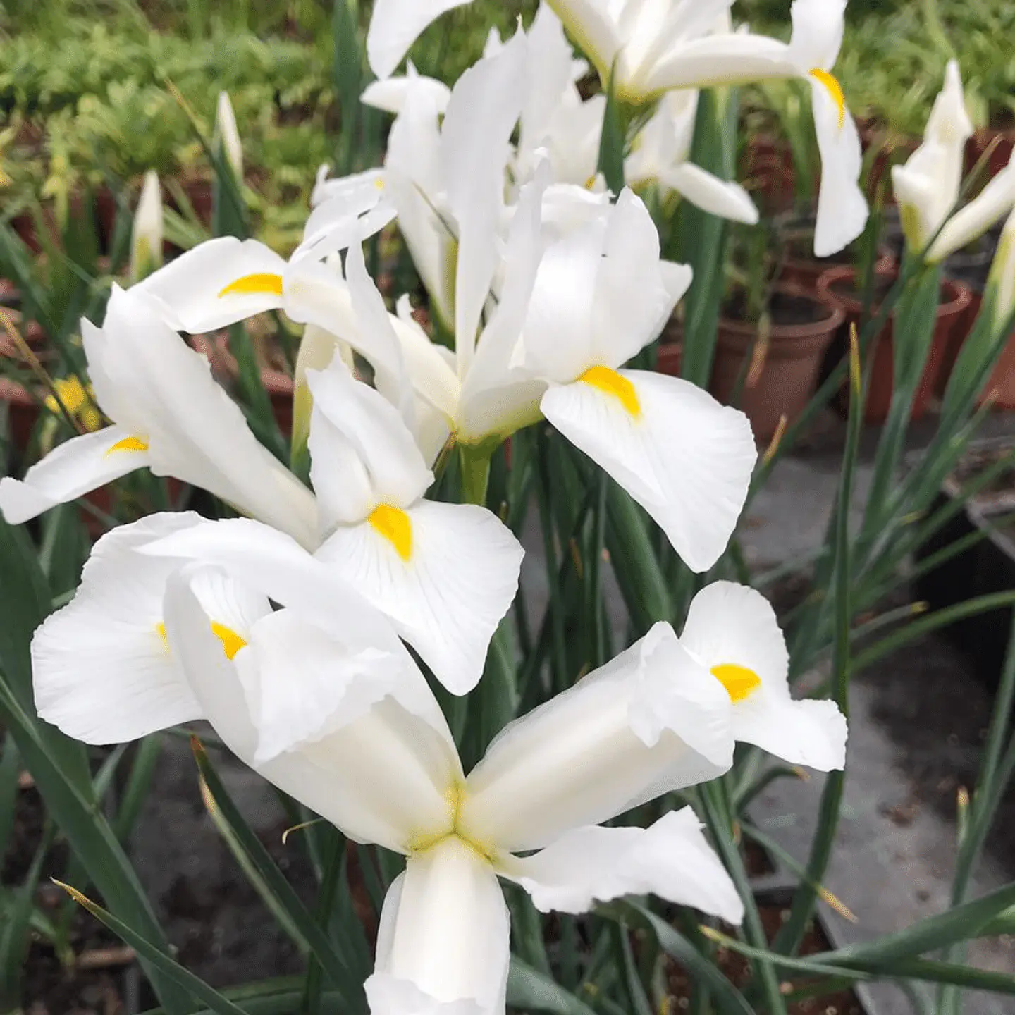 Iris Hollandica Alaska 1