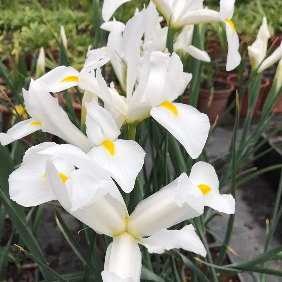 Iris Hollandica Alaska 1