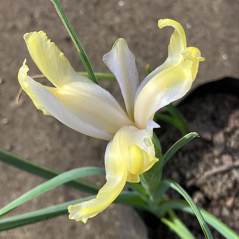 Iris hollandrica Montencitos