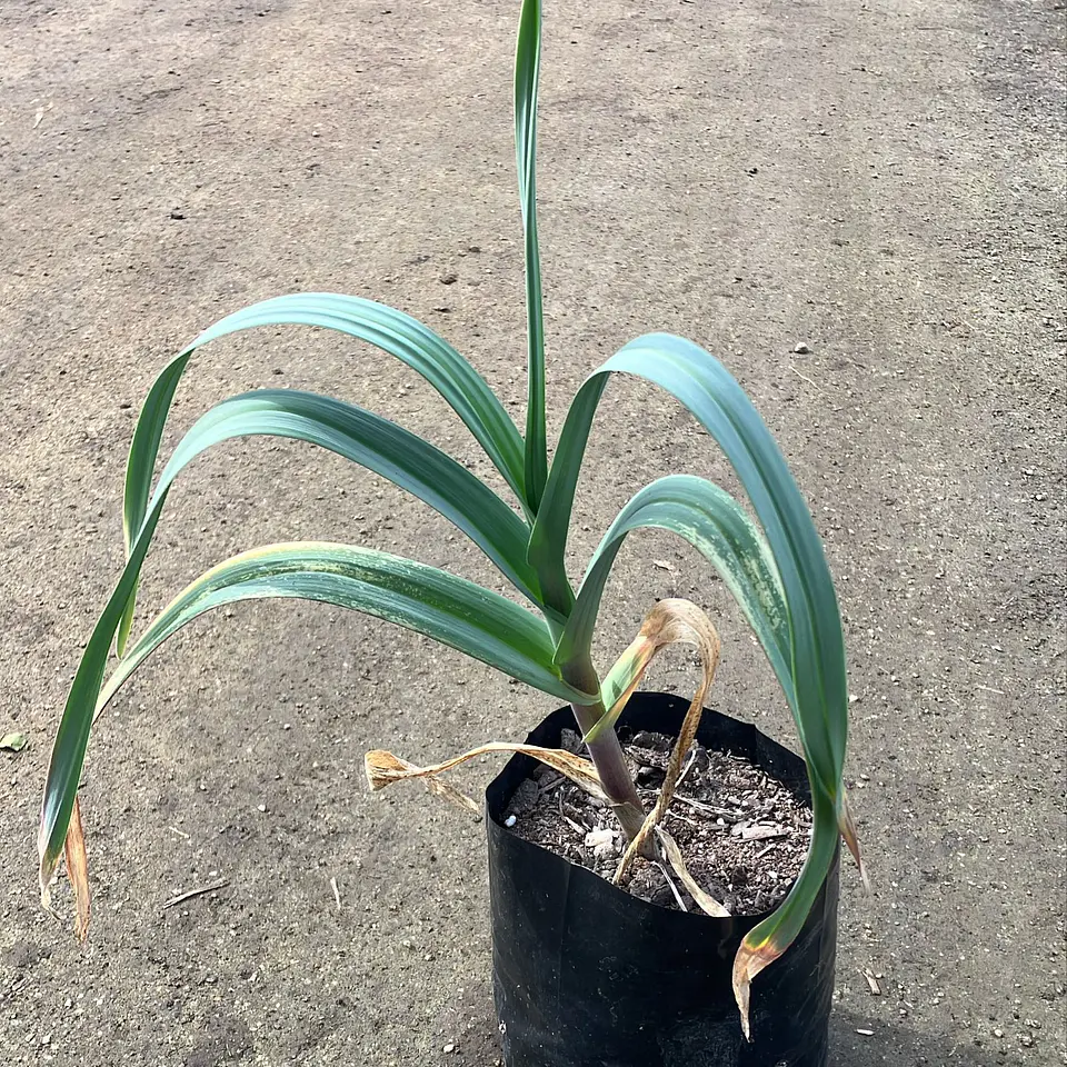 Allium Summer Drummer 2
