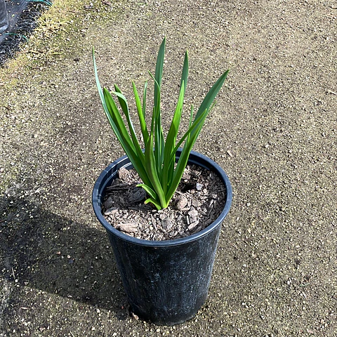 Camassia Blue Heaven