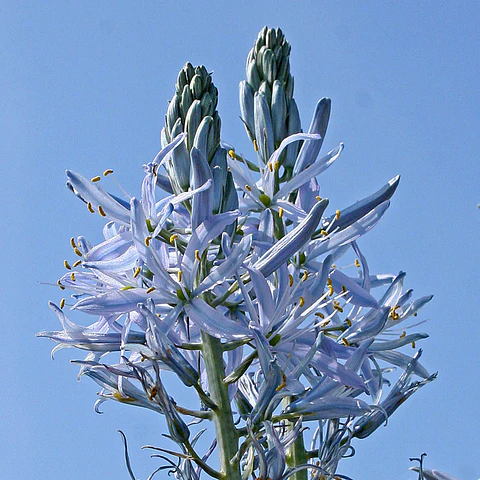 Camassia Blue Heaven