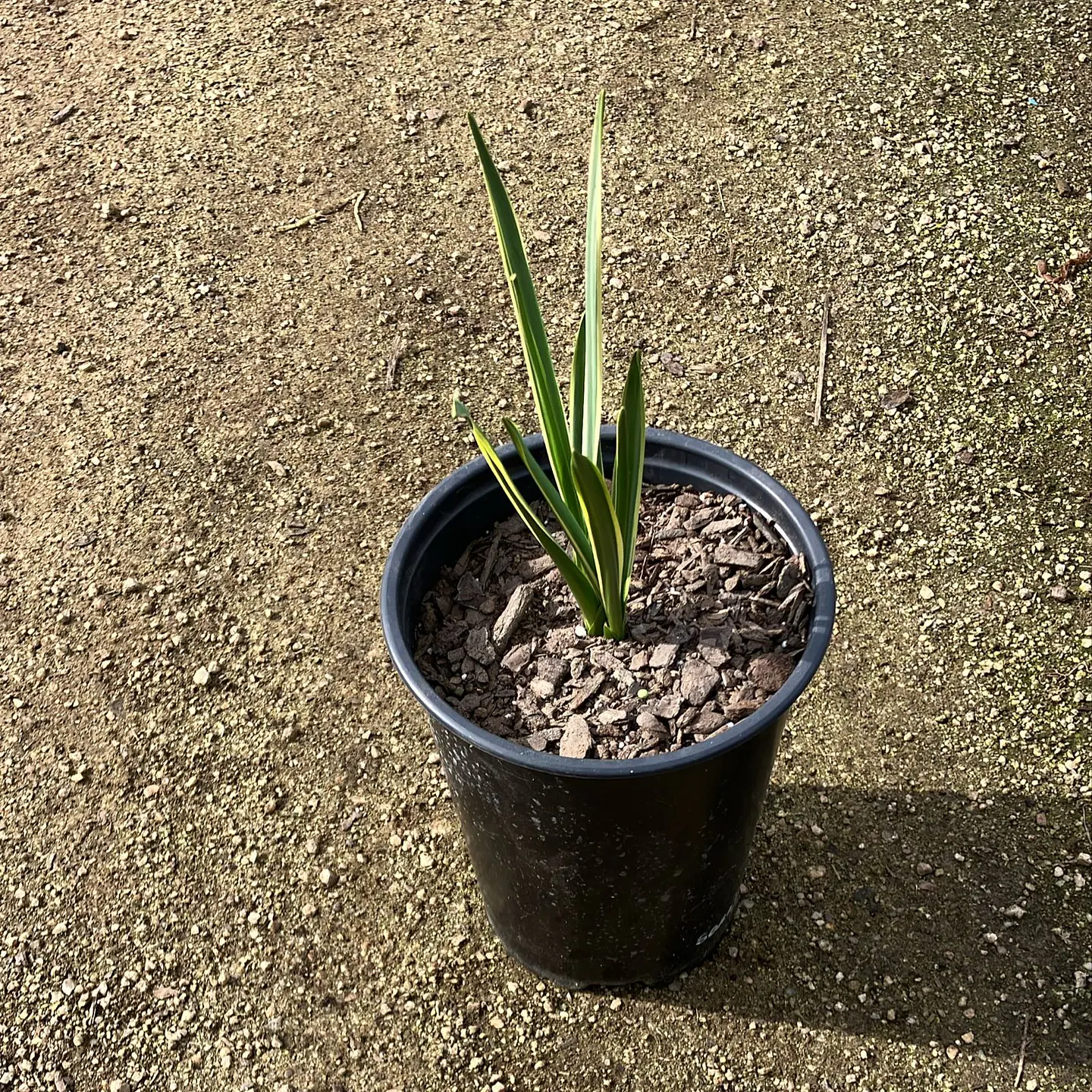 Camassia Sacajawea 2