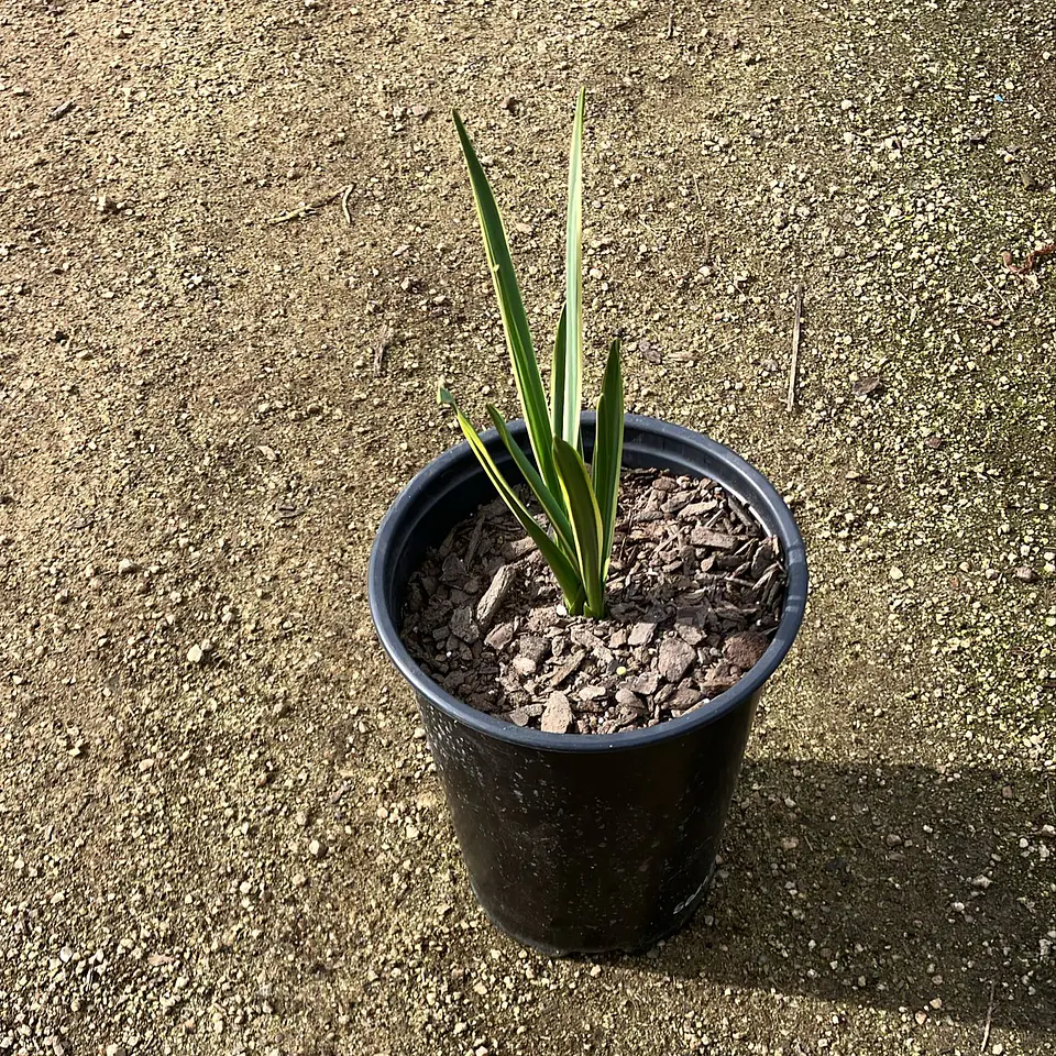 Camassia Sacajawea 2