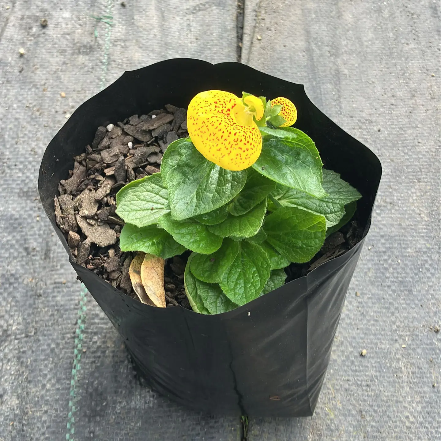 Calceolaria Dianty Mix 2