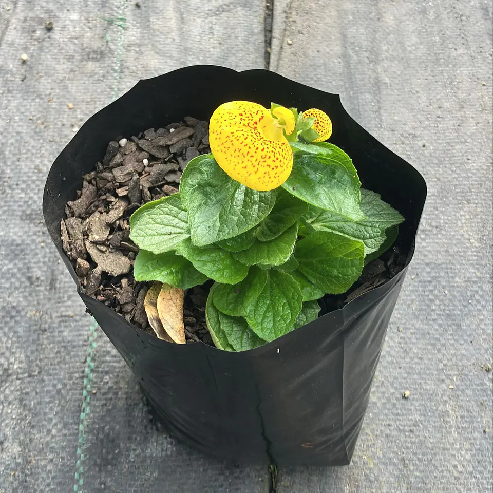 Calceolaria Dianty Mix 2