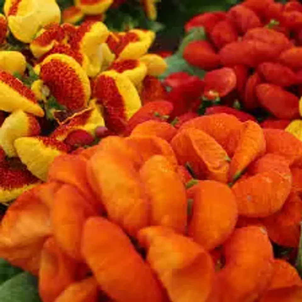 Calceolaria Dianty Mix 1