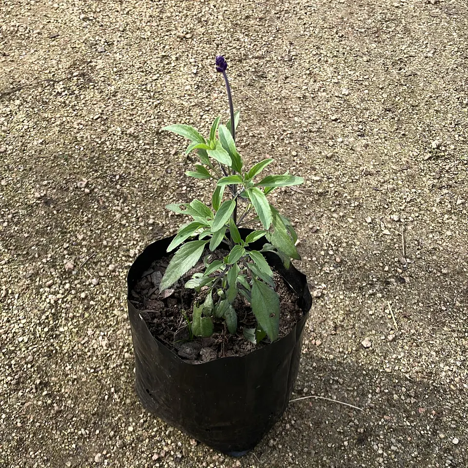 Salvia farinacea Victoria Blue 2