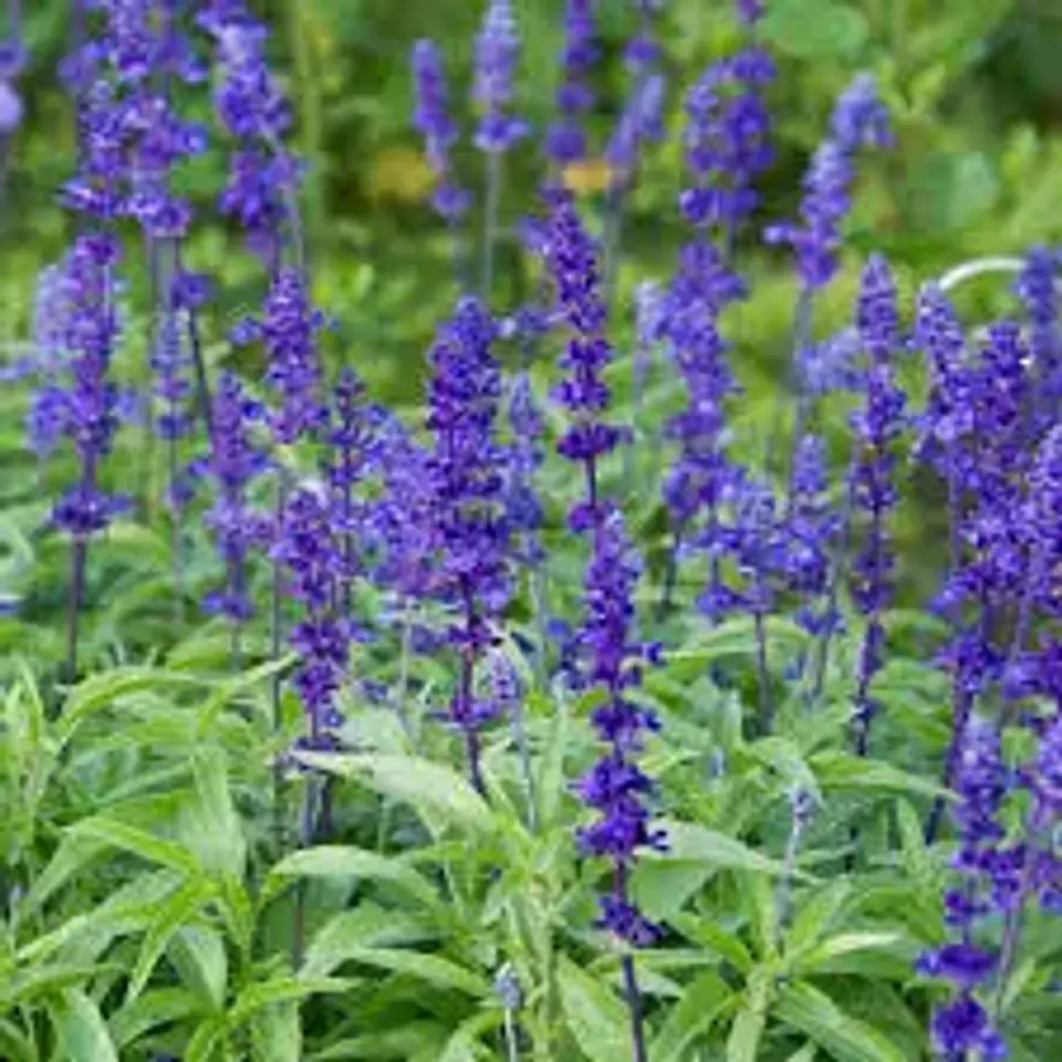 Salvia farinacea Victoria Blue 1