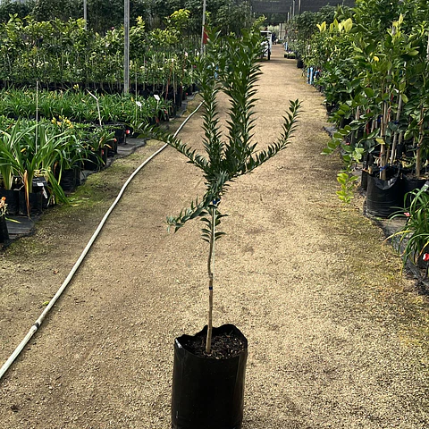 Citrus myrtifolia Chinotto
