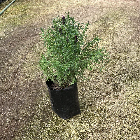 Lavanda Stoechas Bandera purple