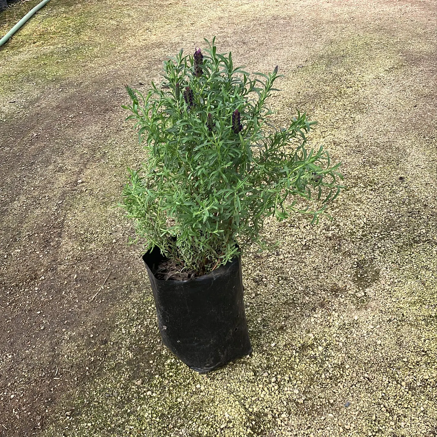Lavanda Stoechas Bandera purple 2