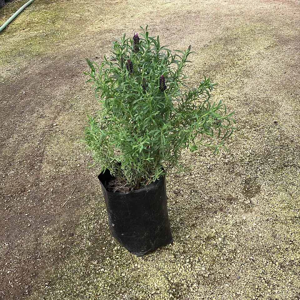 Lavanda Stoechas Bandera purple 2
