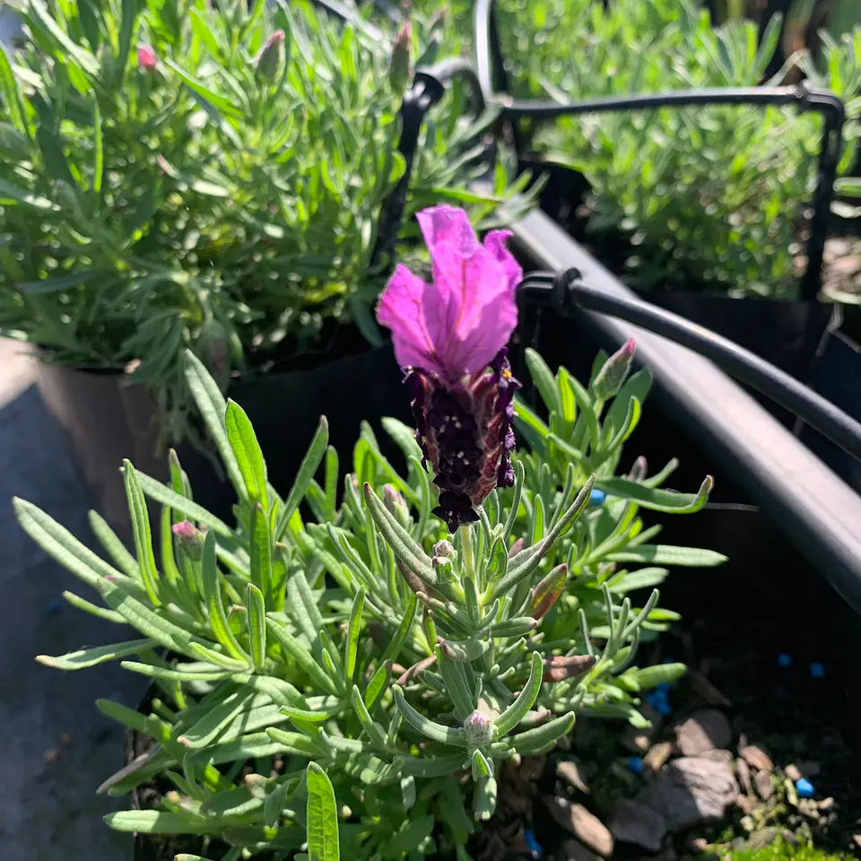 Lavanda Stoechas Bandera Fucsia 3
