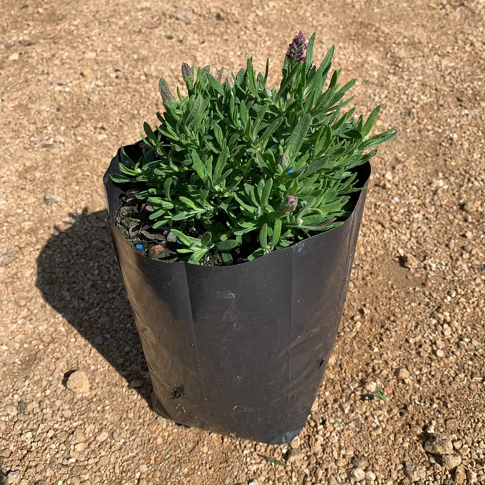 Lavanda Stoechas Bandera Fucsia 4